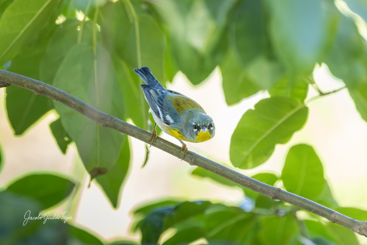Northern Parula - ML647198739