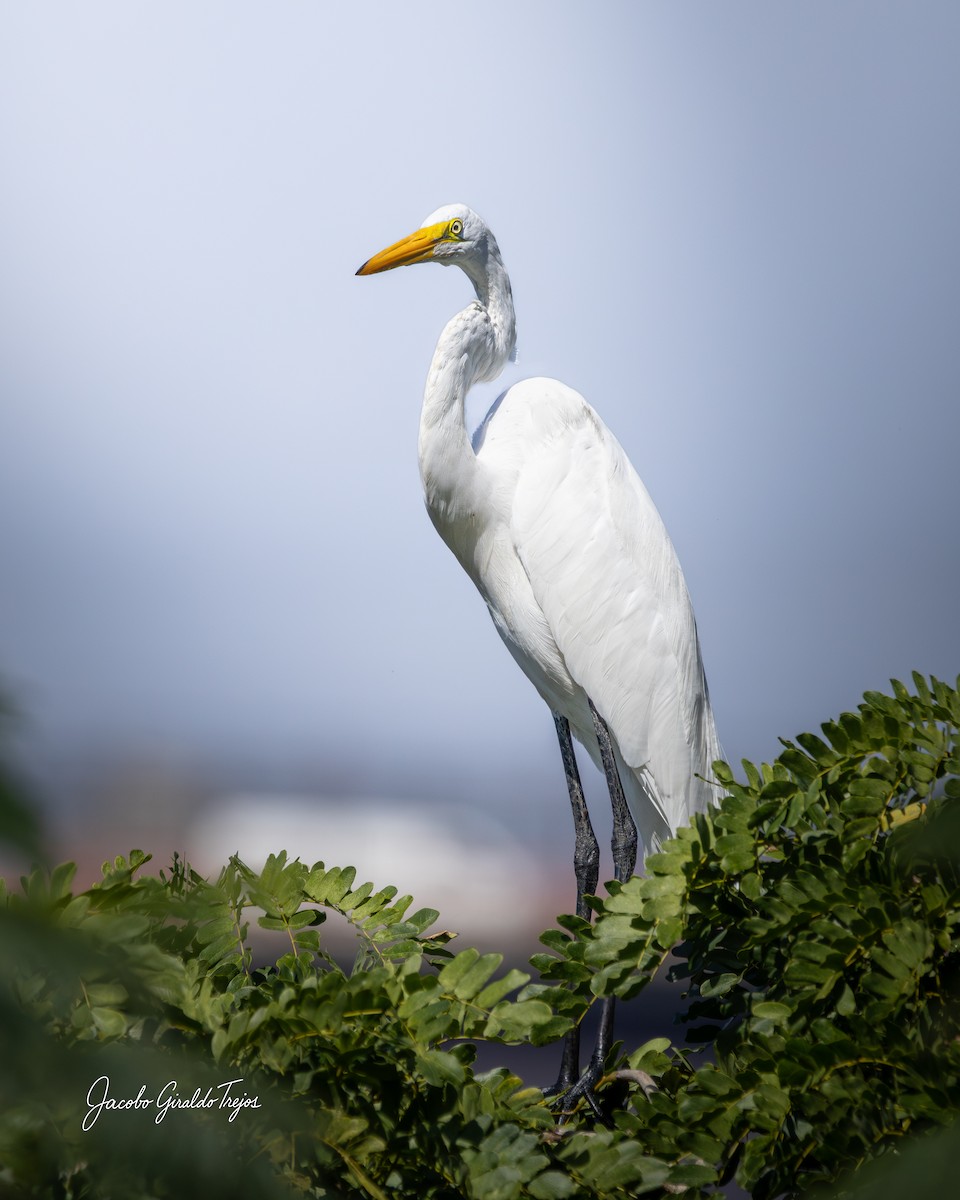 Great Egret - ML647198744