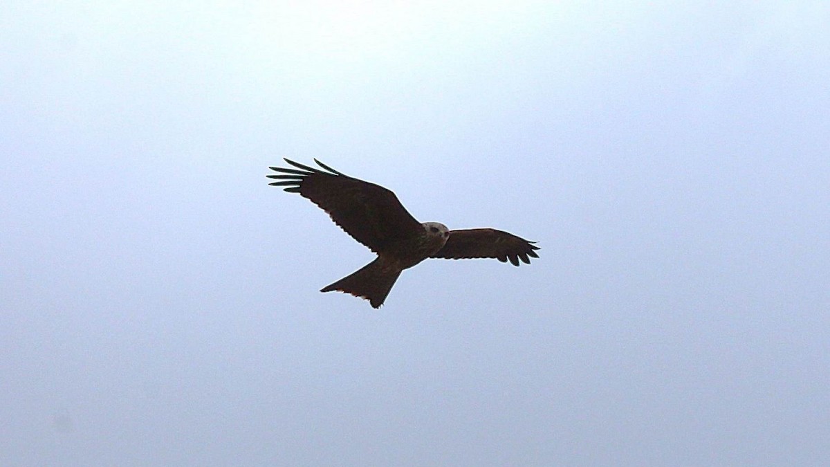 Black Kite - ML647198745