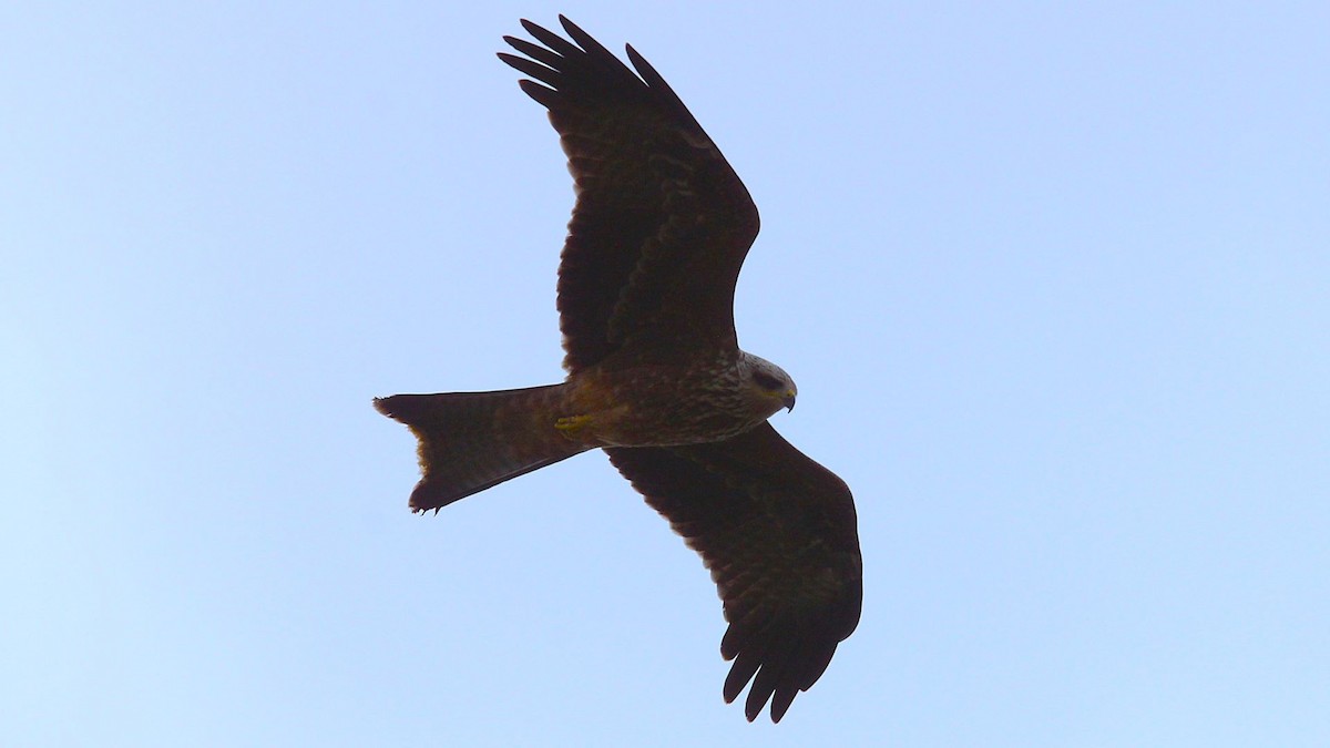 Black Kite - ML647198746