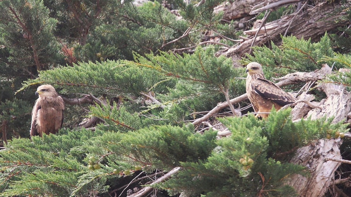 Black Kite - ML647198747
