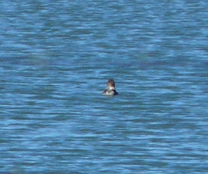 Hooded Merganser - ML647198748