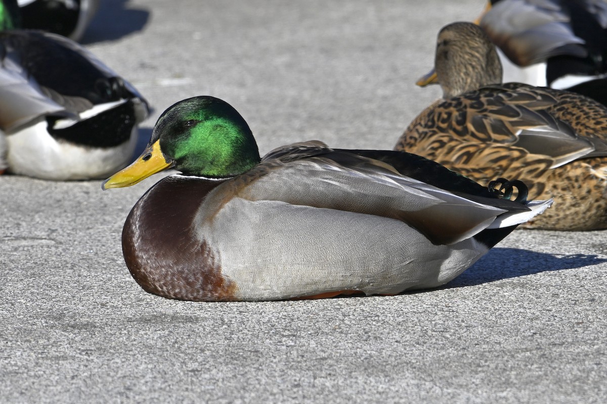 Mallard - ML647198750