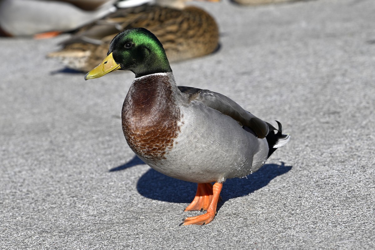 Mallard - ML647198751