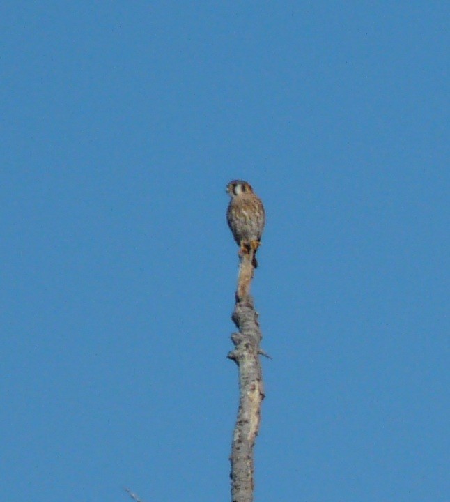 American Kestrel - ML647198753
