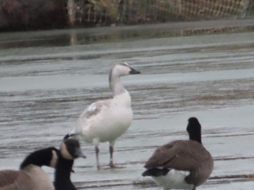 Snow Goose - ML647198754