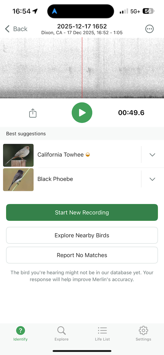 California Towhee - ML647198755