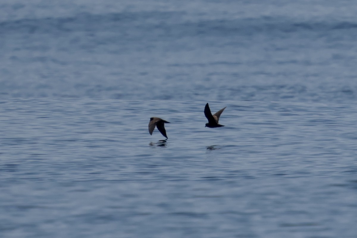 Black Storm-Petrel - ML647198756