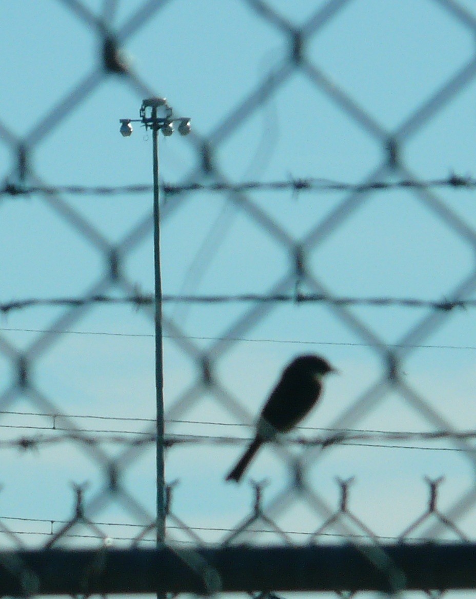 Eastern Phoebe - ML647198757