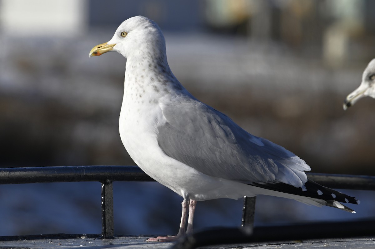 American Herring Gull - ML647198758