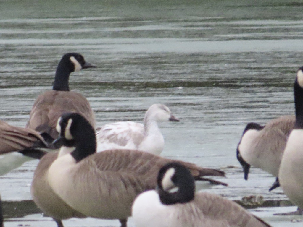 Snow Goose - ML647198759