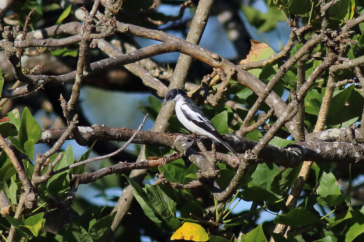 White-winged Triller - ML647198761