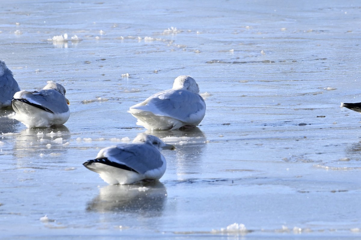 Glaucous Gull - ML647198762