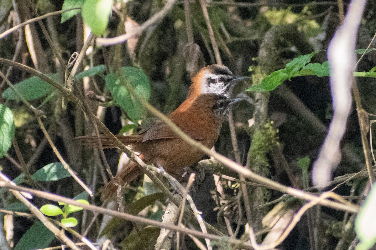 Plain-tailed Wren (Western) - ML647198765