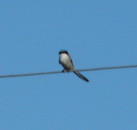 Loggerhead Shrike - ML647198766