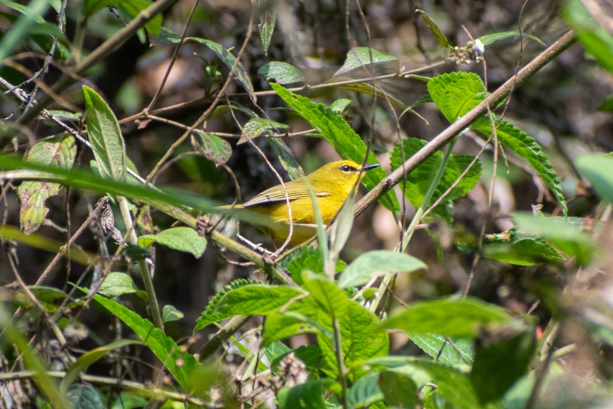 Black-crested Warbler - ML647198767
