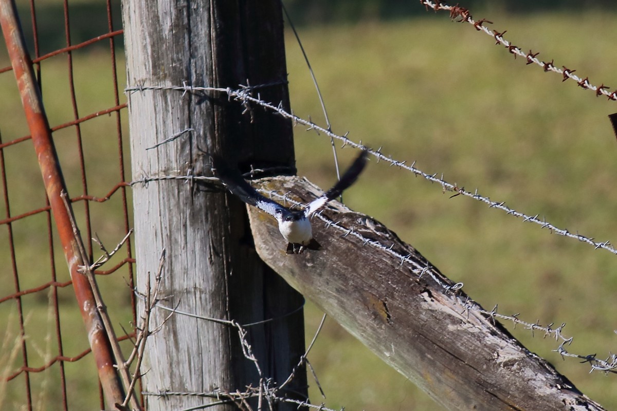 White-winged Triller - ML647198768