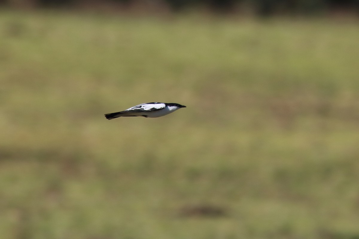 White-winged Triller - ML647198769