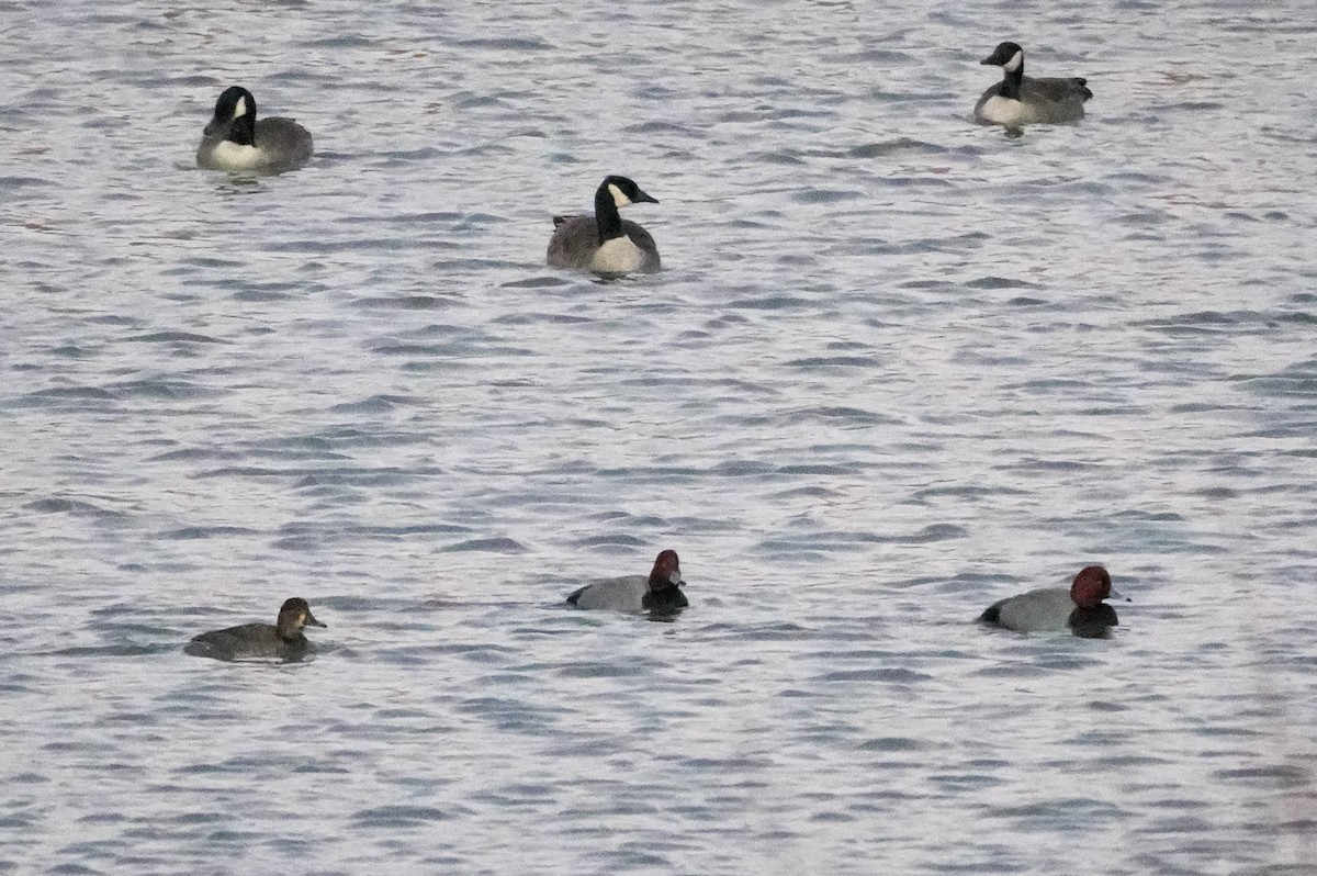 Redhead - ML647198771