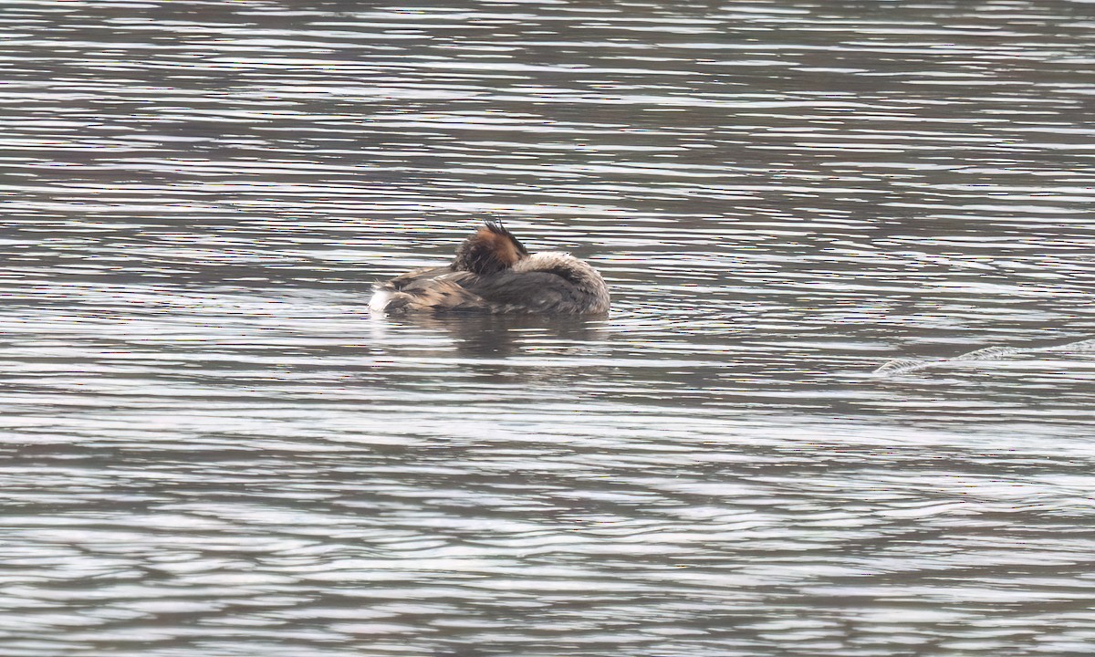 Great Crested Grebe - ML647198774