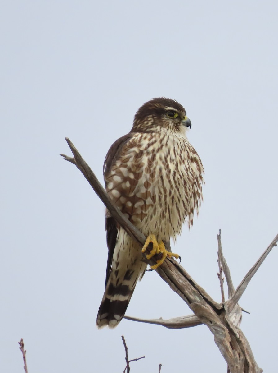 Merlin - ML647198775