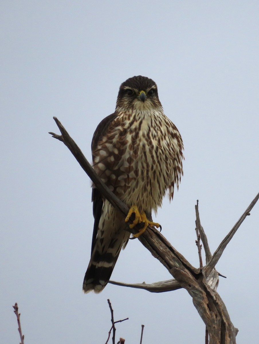 Merlin - ML647198776