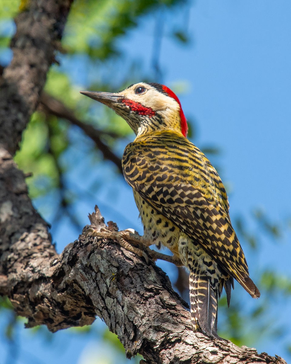 Декол плямистоволий - ML647198779