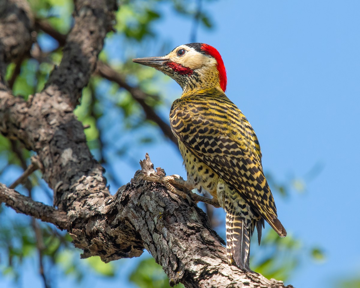 Декол плямистоволий - ML647198780