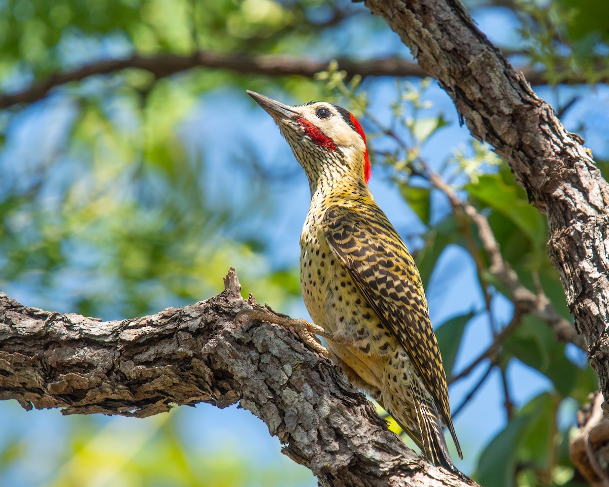 Декол плямистоволий - ML647198781