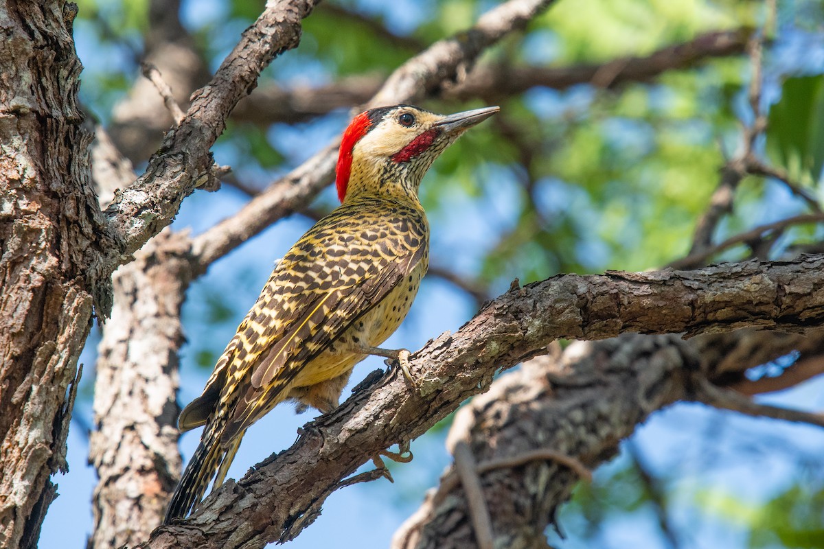 Декол плямистоволий - ML647198782