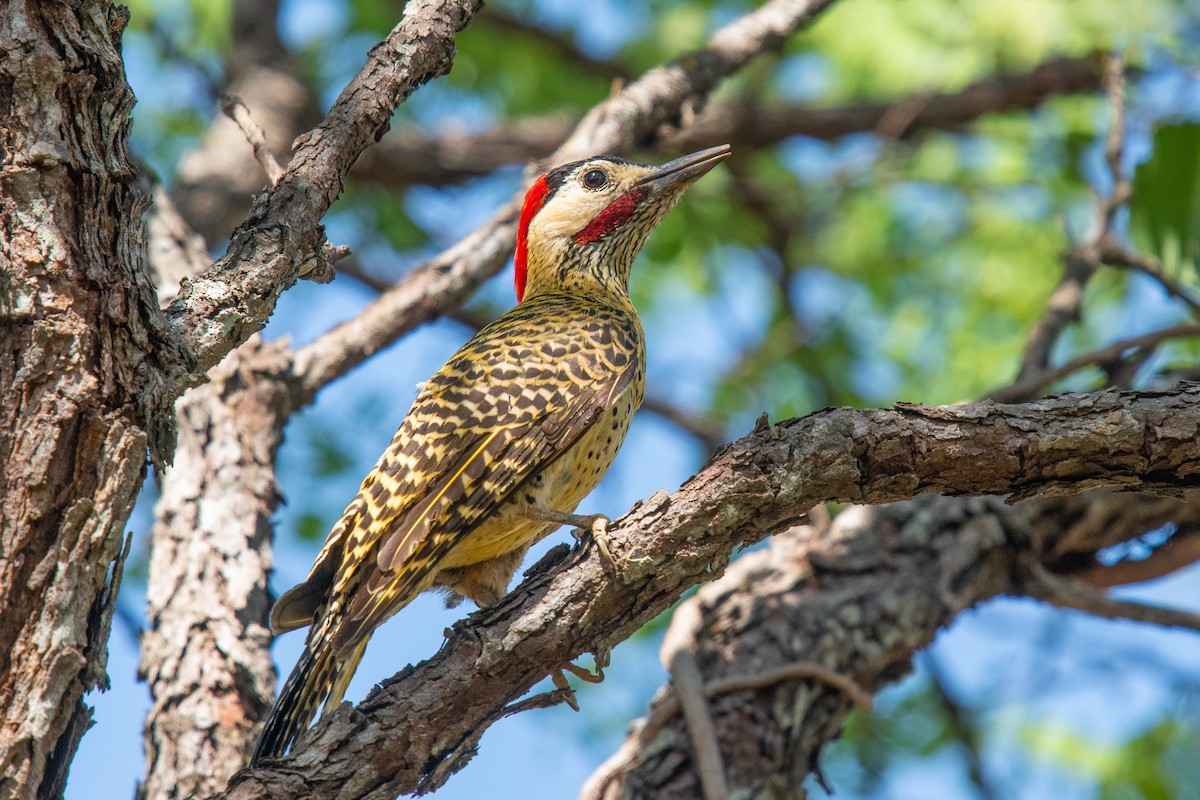 Декол плямистоволий - ML647198783