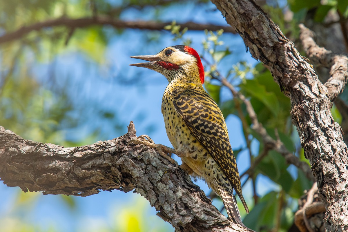 Декол плямистоволий - ML647198784
