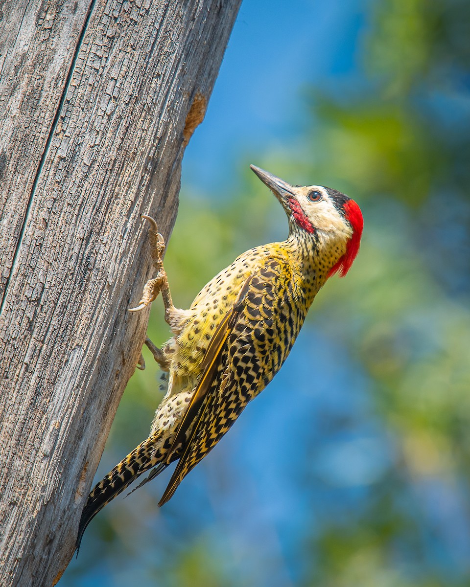 Декол плямистоволий - ML647198785