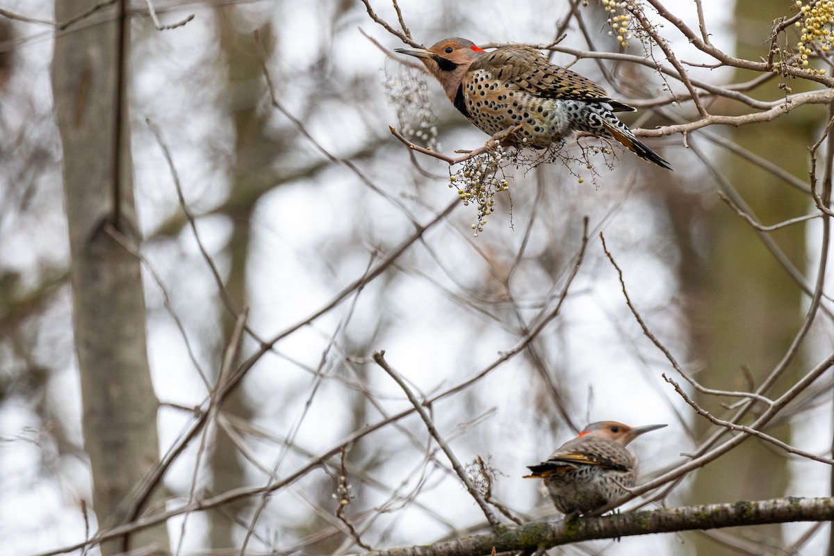 Northern Flicker - ML647198787