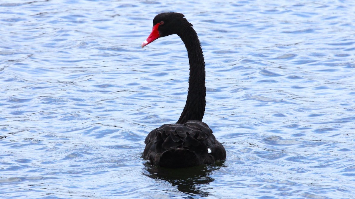 Black Swan - ML647198788