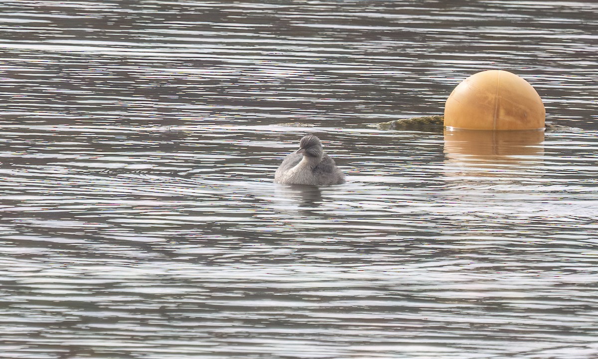 Zampullín Canoso - ML647198791