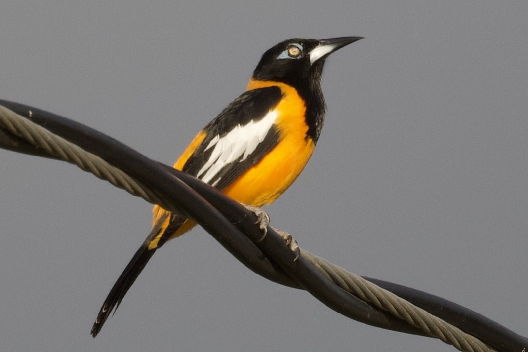 Трупіал венесуельський - ML647198810