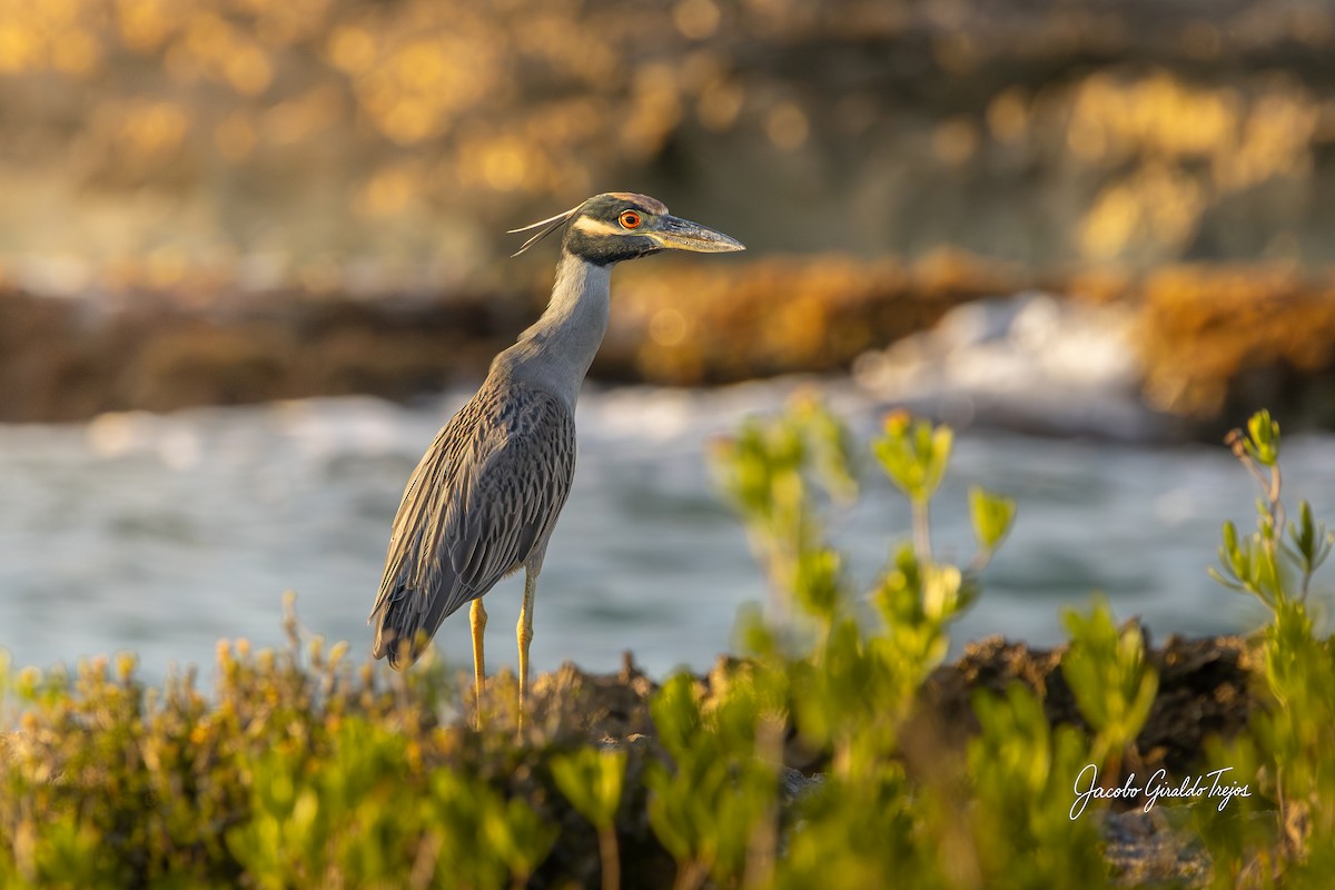 Yellow-crowned Night Heron - ML647198820