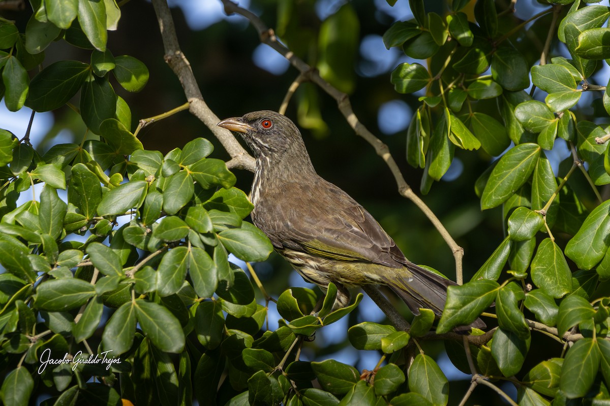 Palmchat - ML647198836