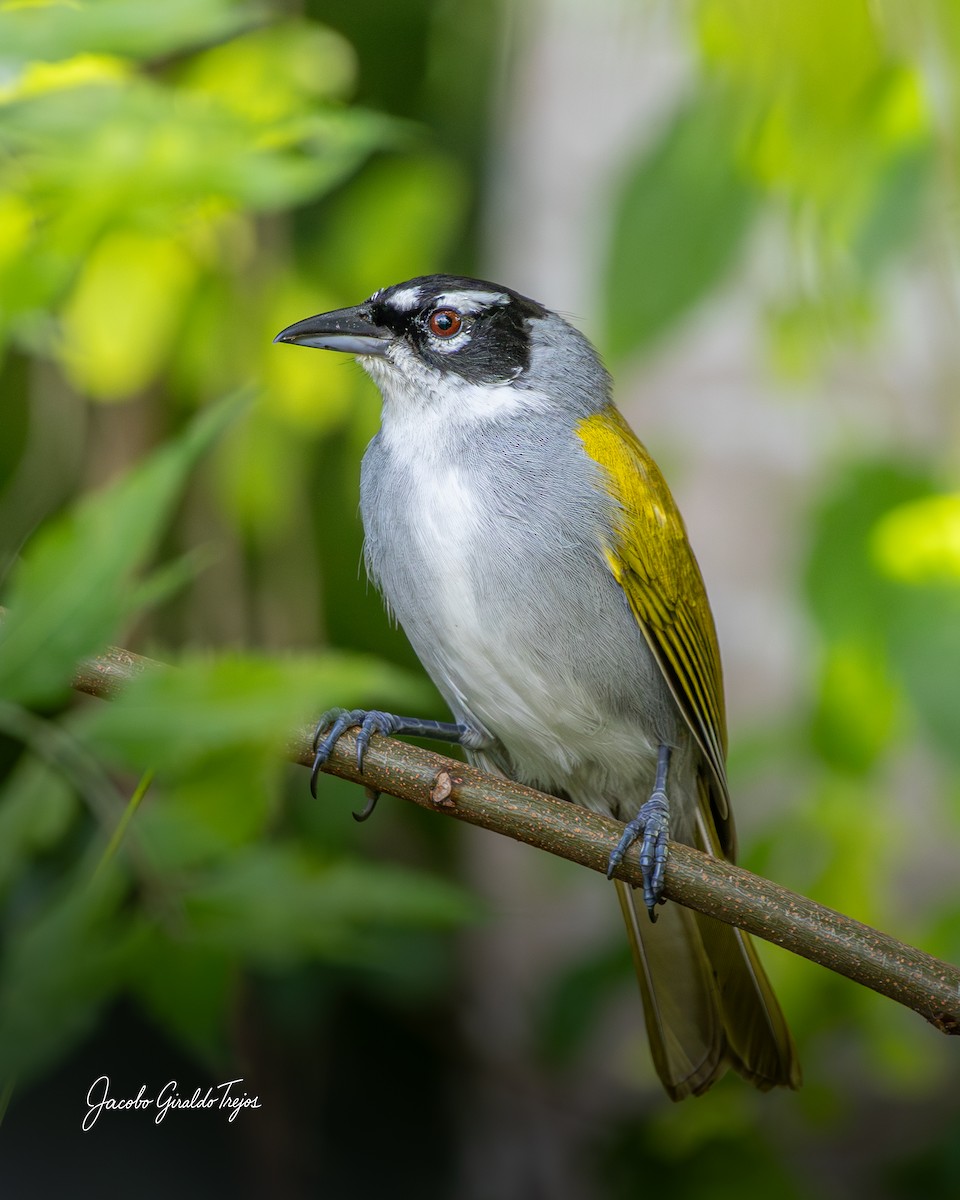 Black-crowned Palm-Tanager - ML647198837