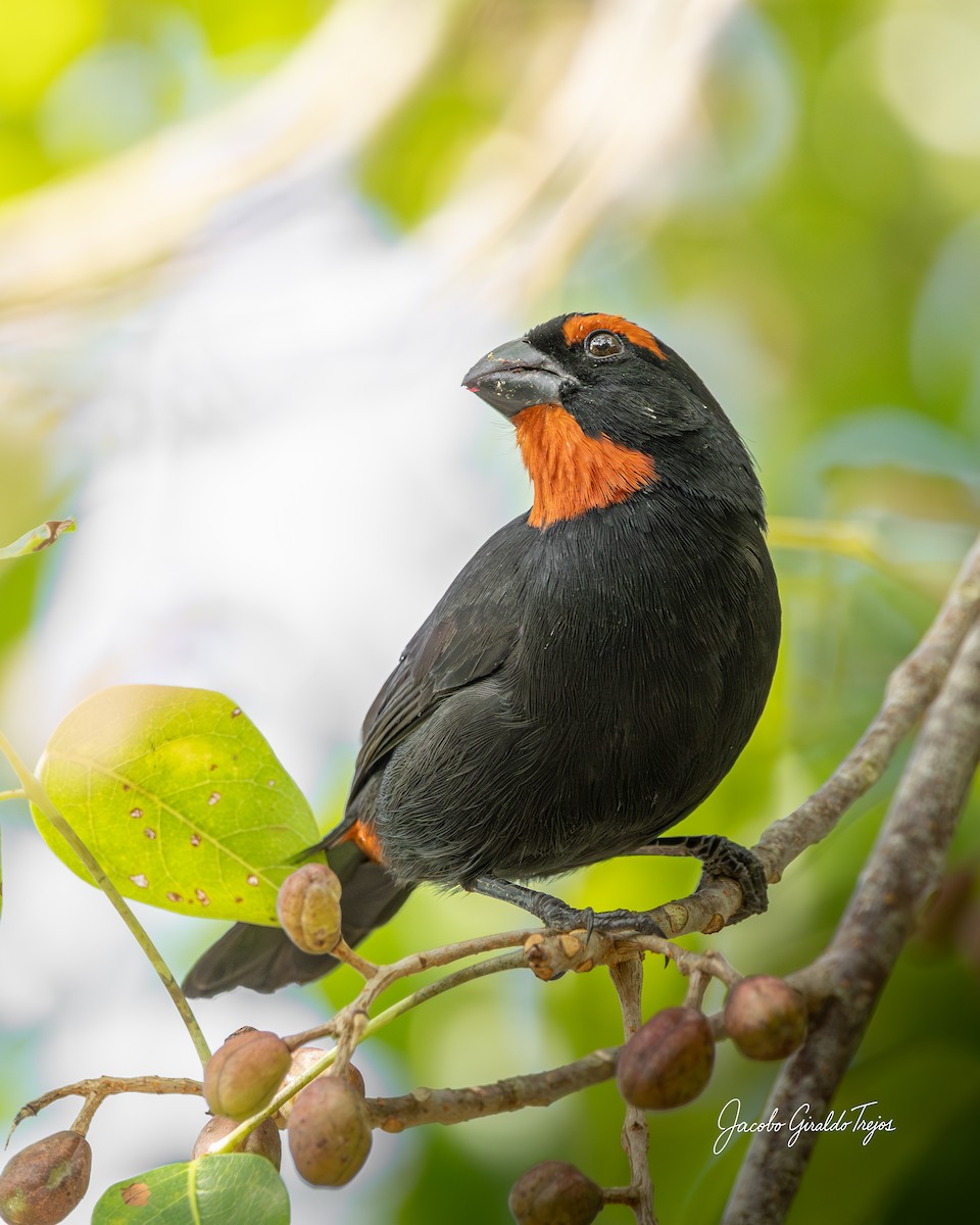 Greater Antillean Bullfinch - ML647198838