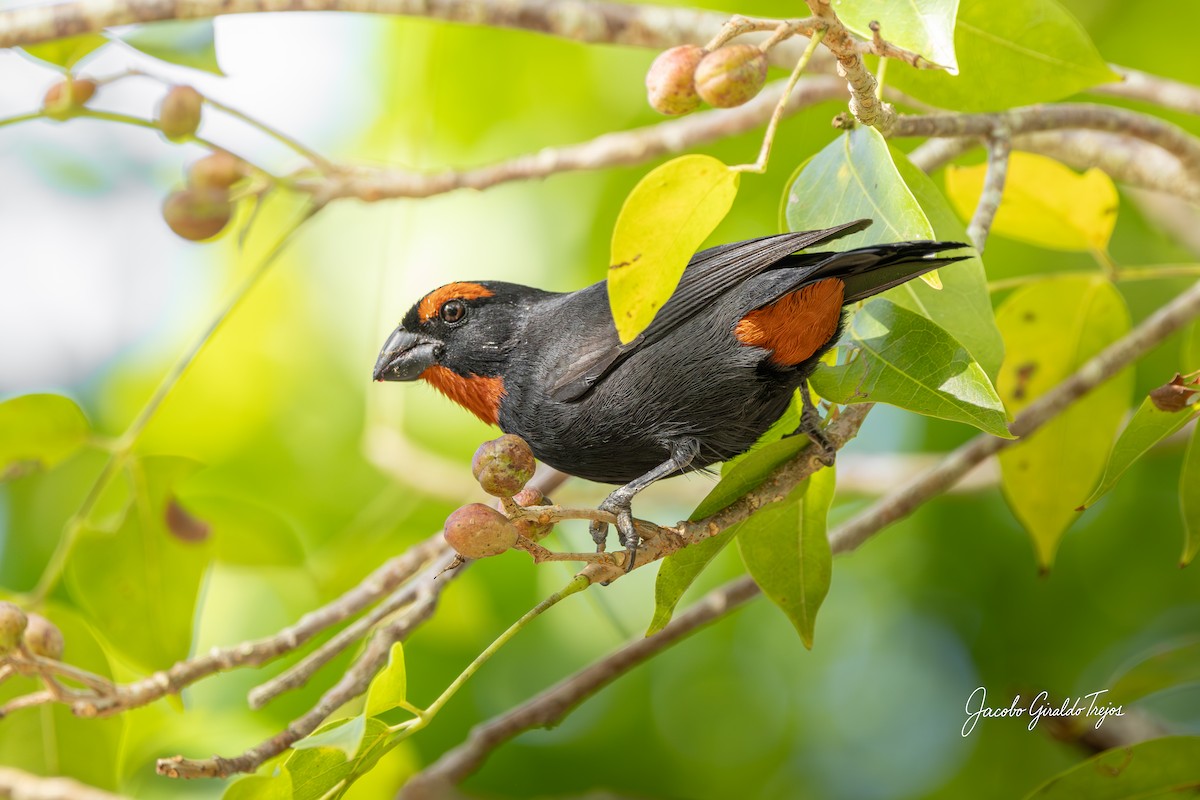 Greater Antillean Bullfinch - ML647198839