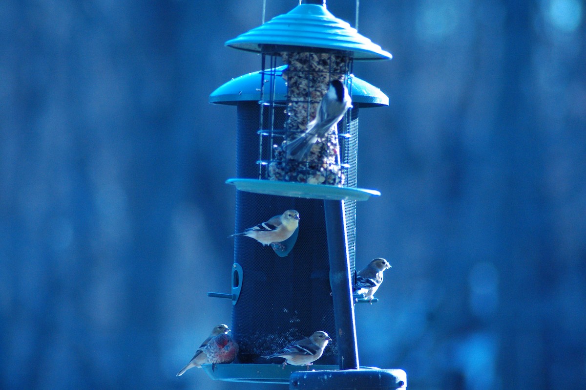 Jilguero Yanqui - ML647198842