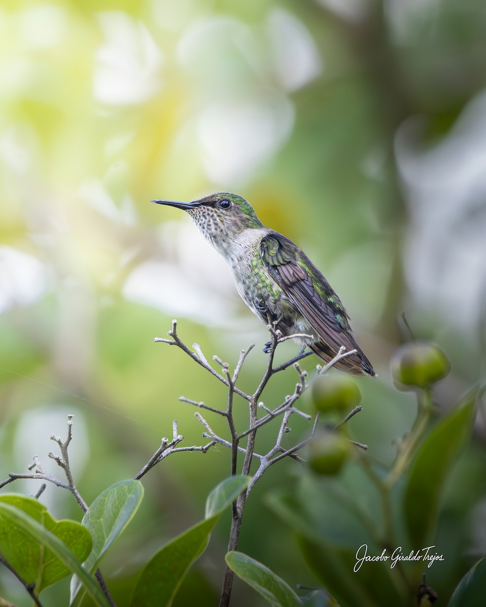 Vervain Hummingbird - ML647198844