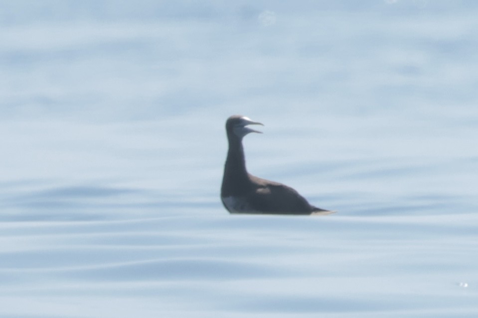 Cocos Booby - ML647198865