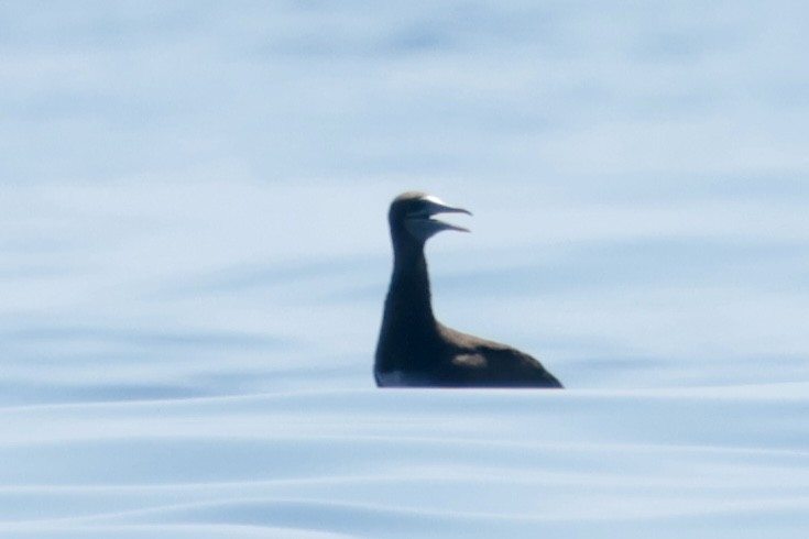 Cocos Booby - ML647198866