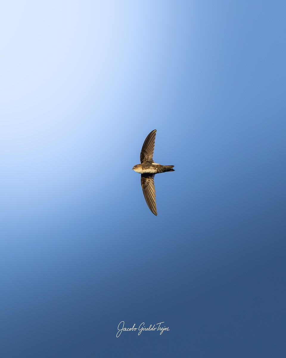 Antillean Palm Swift - ML647198867