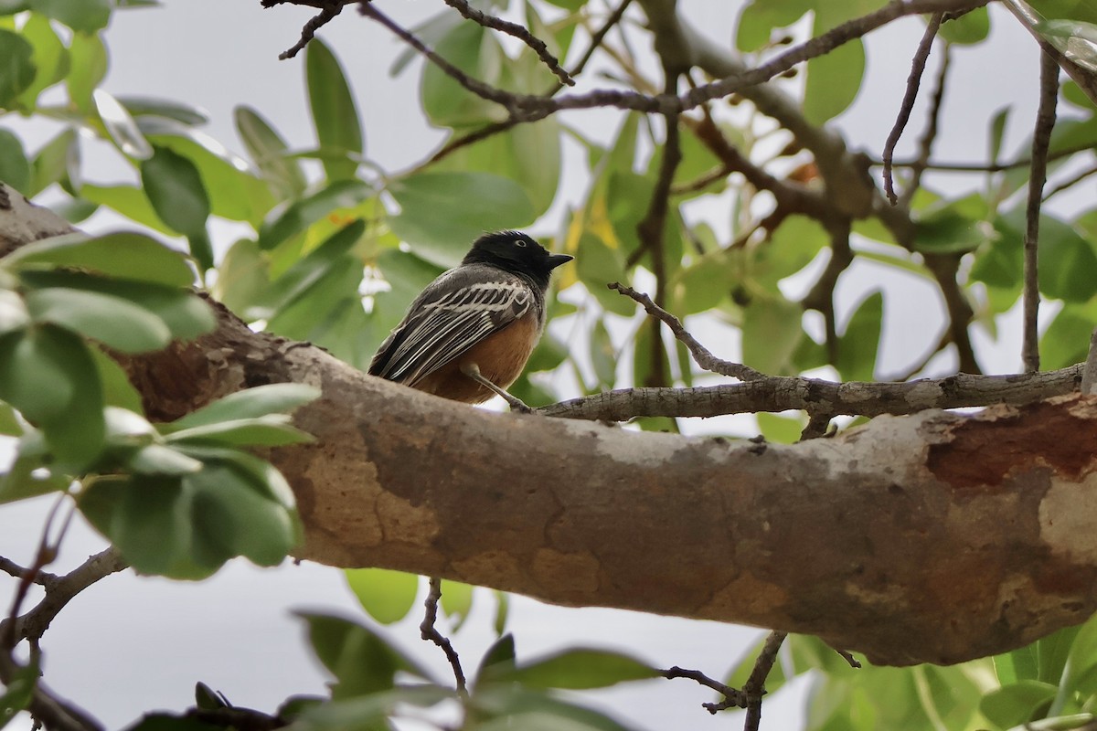 Rufous-bellied Tit - ML647198869