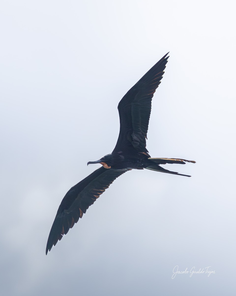 Magnificent Frigatebird - ML647198870