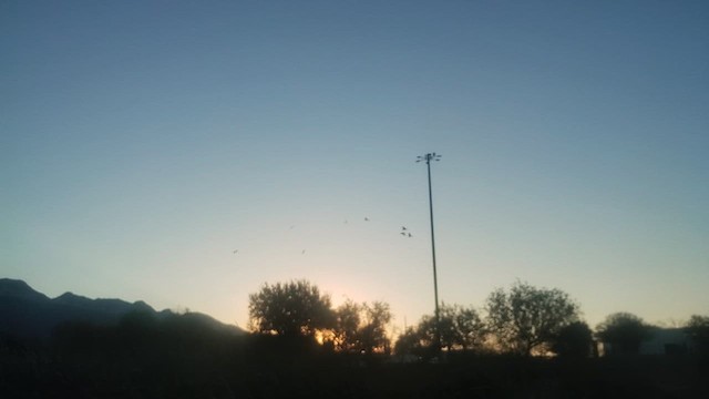 Коровайка американська - ML647198871